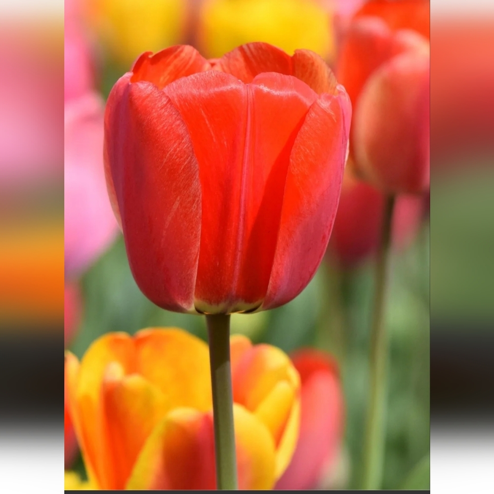 IT'S A  SPRING THING !